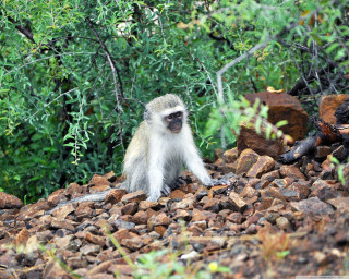 Monkey sitting pile rocks trees - a monkey free wallpaper