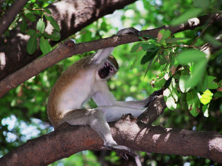 Monkey sitting tree branch mouth - a monkey free wallpaper
