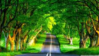 Green road forest garden stream - tree and grass free wallpaper