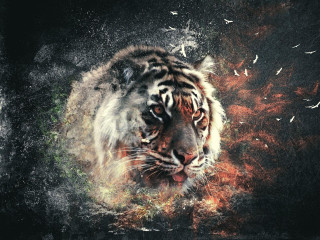 Tiger birds flying around neck - a tiger free wallpaper for desktop