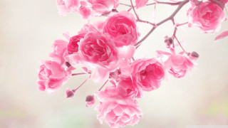 Pink flowers branch blurry background - a branch free wallpaper
