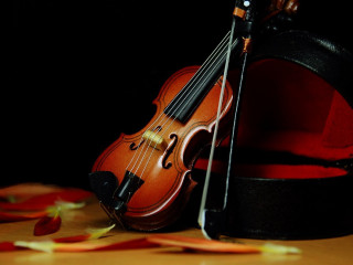 Violin hat table rose petals - the table free wallpaper