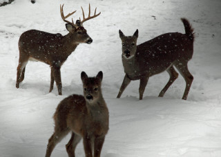 Three deer snow heads turned - their back free wallpaper for desktop
