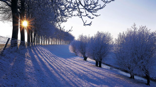 Snowy path trees fence sunset 2 - flemish free wallpaper