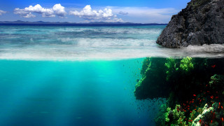 Ocean rock coral fish reef - the ocean next free wallpaper