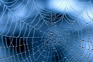 Spider web water drops window - a window pane free wallpaper