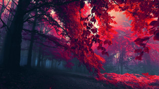 Red forest trees leaves ground 4 - lot of trees free wallpaper