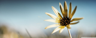 Yellow flower blue sky background 7 - a yellow flower free wallpaper