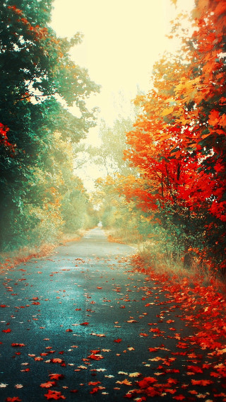 Autumn leaves road trees sunset - bright free wallpaper for mobile