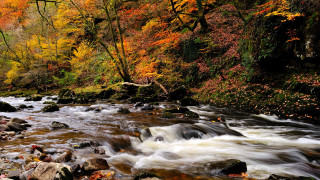 Autumn forest river leaves rocks - alexander brook free wallpaper