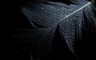 Feather water droplets black white - feather free wallpaper