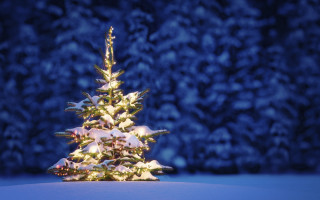 Small christmas tree snowy background - a small christmas tree free wallpaper
