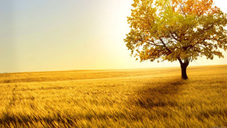 Lone tree golden grass sunset 3 - golden free wallpaper