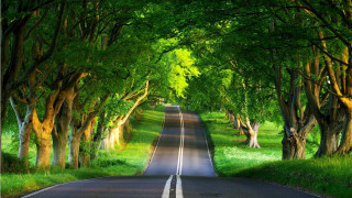 Road trees grass surrounded nature 3 - a line of trees free wallpaper