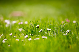 Field grass white flowers blurry - white flower free wallpaper