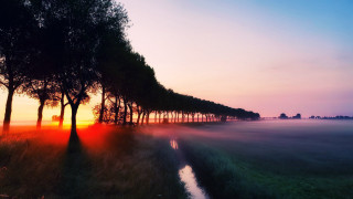 Trees field sunset fog water - eric deschamps free wallpaper