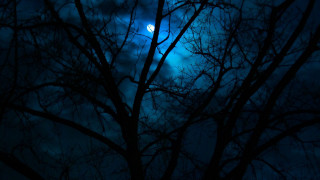 Leafless tree full moon clouds - moonlight free wallpaper