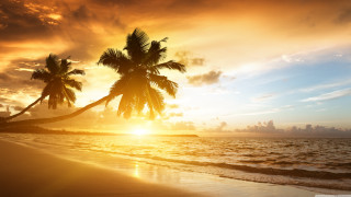 Tropical beach sunset palm trees - a tropical beach free wallpaper