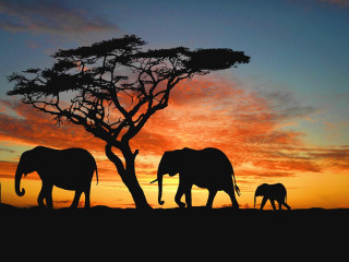 Elephants walking tree sunset sky 2 - front of a tree free wallpaper