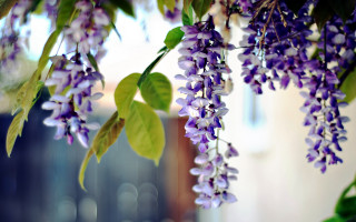 Purple flowers hanging tree branch 4 - bracha l. ettinger free wallpaper