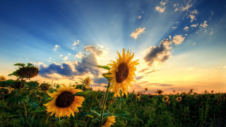 Sunflower field sunset clouds sky 3 - the sky above them free wallpaper