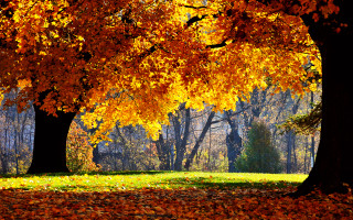 Park trees leaves bench yellow - under free wallpaper