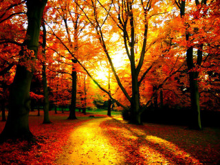Park path orange leaves sunlight - a path in a park free wallpaper
