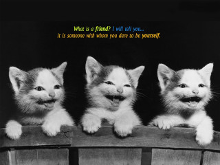 Three kittens wooden ledge quote - pop surrealism free wallpaper