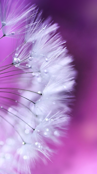 Dandelion water droplets purple background - water droplet free wallpaper for mobile