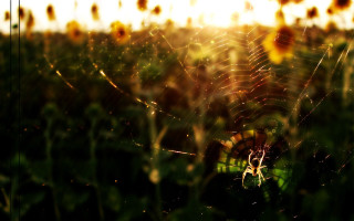 Sunflowers sunset spiderweb gothic macro - alton tobey free wallpaper