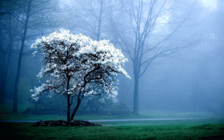 Tree park fog bench foreground 5 - a bench in the foreground free wallpaper