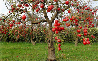 Red apples tree field grass - red apple free wallpaper