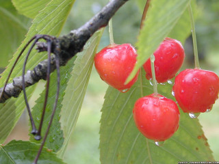 Three cherries hanging from tree - berry free wallpaper