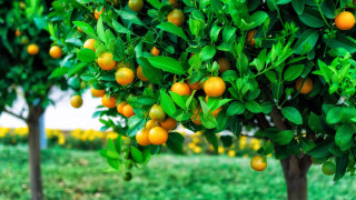Orange tree green field christmas - lush free wallpaper