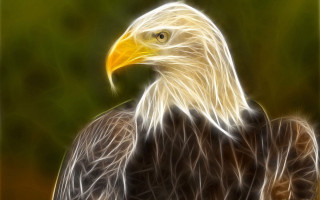 Bald eagle yellow head green - a bald eagle free wallpaper