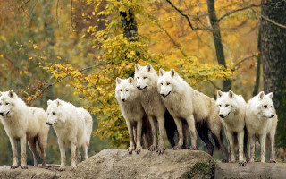 White wolves rock forest fall - a rock in a forest free wallpaper