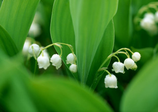 Close up flowers green leaves 2 - a close up of a bunch free wallpaper for desktop