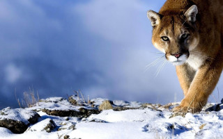Mountain lion snow field rocks 3 - a mountain lion free wallpaper