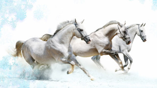 Three white horses snow dogs - their leg free wallpaper