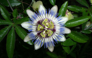 Blue white flower tree branch - petal free wallpaper