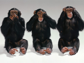 Three chimpanzees sitting ground hands 2 - canvas painting free wallpaper