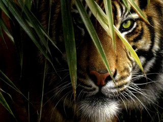 Tiger hiding tall grass serious 5 - a tiger free wallpaper for desktop