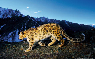 Snow leopard rocky mountain night - a rocky mountain free wallpaper