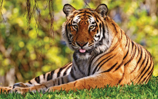 Tiger laying grass tongue out - a tiger free wallpaper