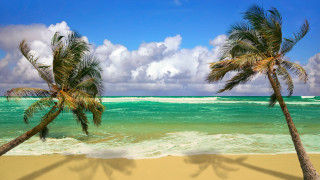 Beach palm trees blue sky 9 - a blue ocean free wallpaper