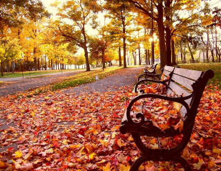 Park benches fall colors leaves - american scene painting free wallpaper
