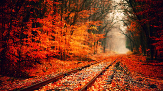 Train track forest leaves orange 2 - orange leaf free wallpaper