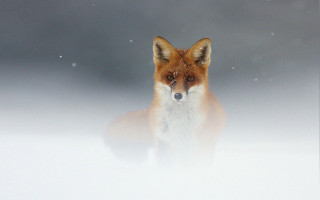 Fox looking camera snow blurry 2 - a fox free wallpaper