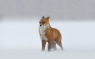 Red fox snow misty background - mist free wallpaper
