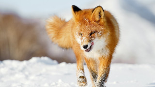 Red fox running through the 3 - in the wintertime time free wallpaper